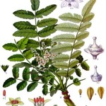 "Boswellia sacra - Köhler–s Medizinal-Pflanzen-022" by Franz Eugen Köhler, Köhler's Medizinal-Pflanzen - List of Koehler Images. Licensed under Public Domain via Wikimedia Commons - https://commons.wikimedia.org/wiki/File:Boswellia_sacra_-_K%C3%B6hler%E2%80%93s_Medizinal-Pflanzen-022.jpg#/media/File:Boswellia_sacra_-_K%C3%B6hler%E2%80%93s_Medizinal-Pflanzen-022.jpg