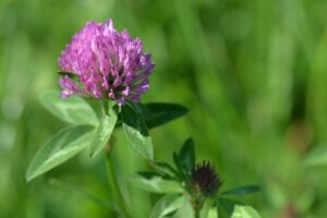 Red Clover