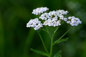 Common Yarrow