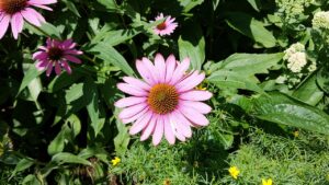 Purple Cone Flower