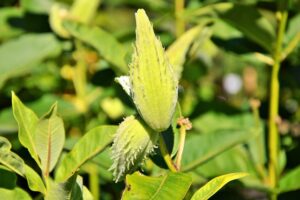 Common Milkweed