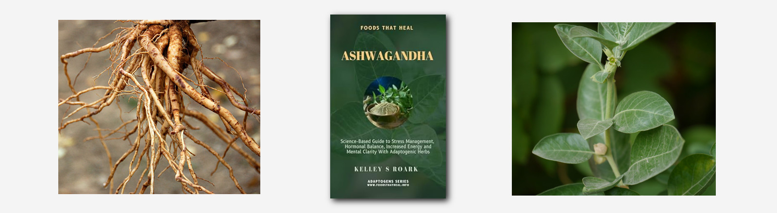 Ashwagandha: Science-Based Guide to Managing Stress with Kelley Roark